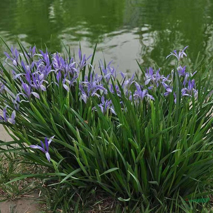 苗圃出售馬藺 花壇花鏡種植觀賞苗 園林景區(qū)綠化觀花植物