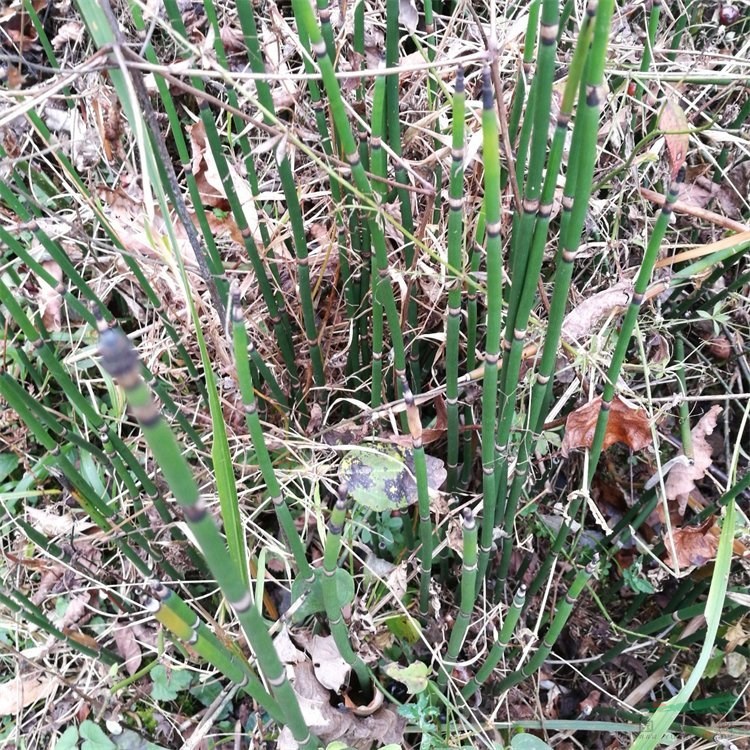 基地出售木賊 多年生觀賞宿根小苗 千峰草 河岸濕地綠化