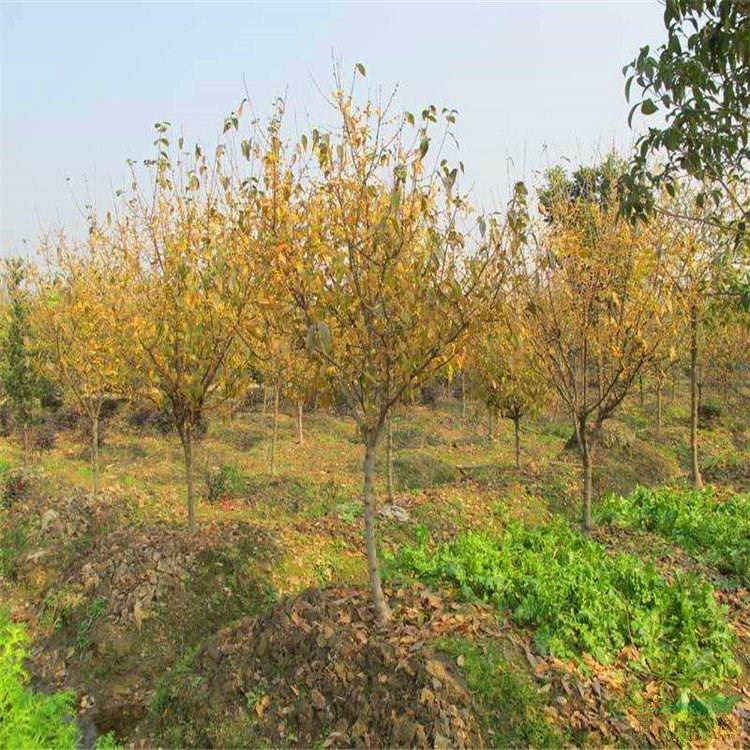 臘梅樹 梅園梅溪觀賞花卉配植 園景綠化工程苗 庭院栽培