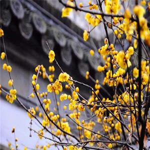 臘梅樹 梅園梅溪觀賞花卉配植 園景綠化工程苗 庭院栽培