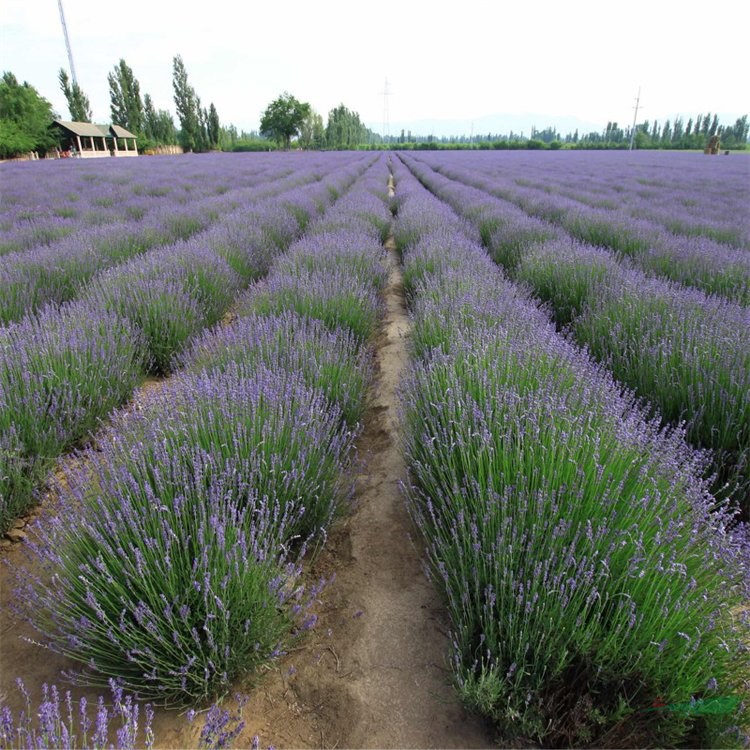 出售薰衣草 城市小區(qū)道路工程造景苗 花徑叢植盆栽觀賞用苗