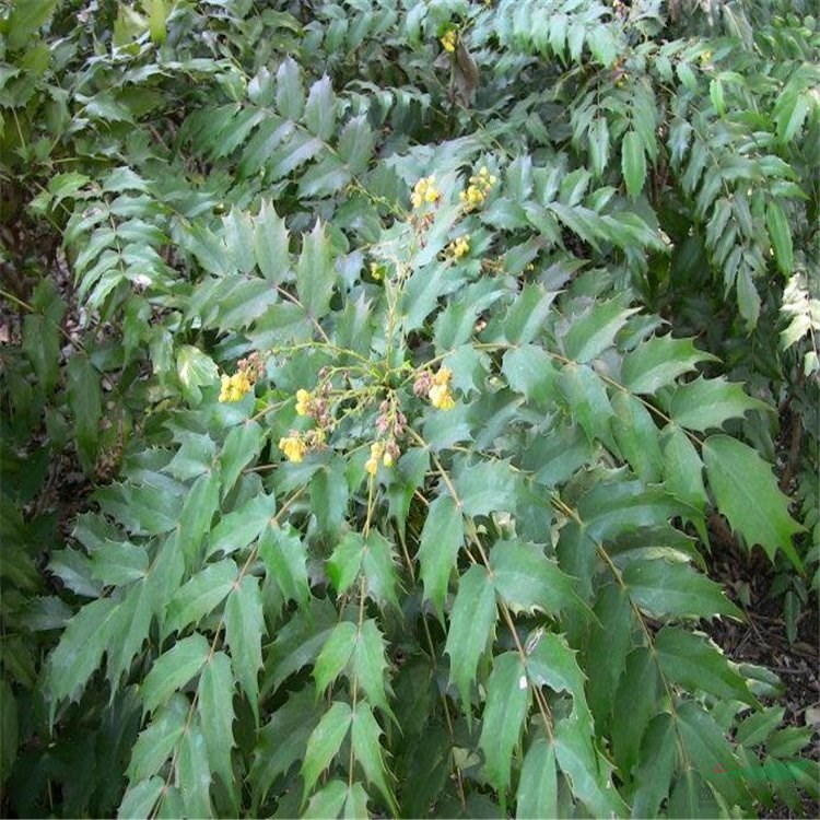 闊葉十大功勞小苗 園林綠化苗木工程苗常綠灌木 花壇花鏡配植