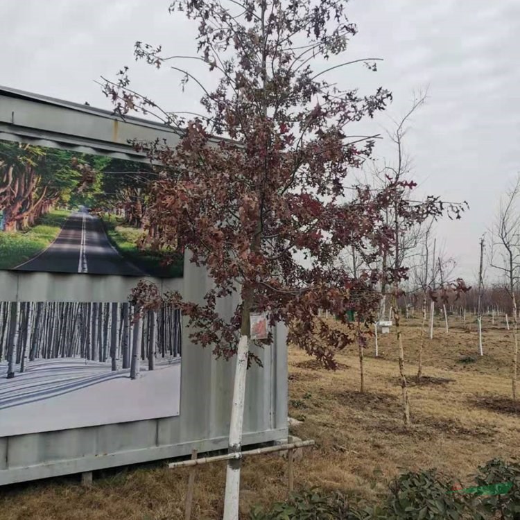 出售櫟樹系列：沼生櫟 紅針櫟庭院綠化公園小區(qū)街道風(fēng)景樹