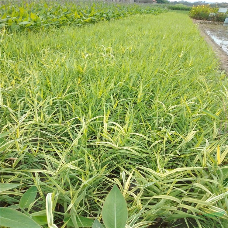 花葉蘆葦 濕地公園沿岸池塘 綠化水生植物河道治理苗