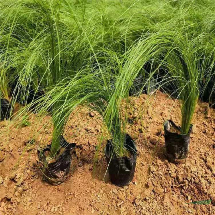 供應(yīng)細(xì)葉針茅 綠化苗木品種 景區(qū)園林造景配植工程苗