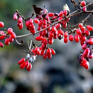 富春園林供應(yīng) 山茱萸 庭院道路小區(qū)公園綠化工程苗木 規(guī)格*