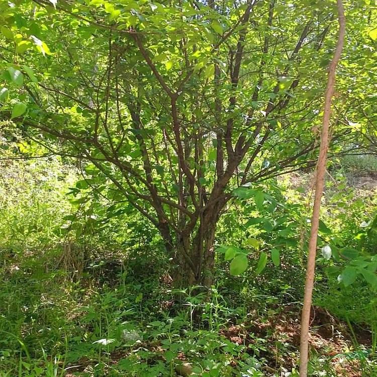 富春園林供應(yīng) 山茱萸 庭院道路小區(qū)公園綠化工程苗木 規(guī)格齊全