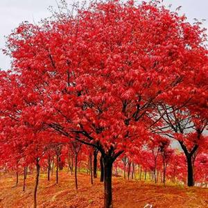 出售日本紅舞姬紅楓 盆景盆栽造景 庭院小區(qū)綠化樹工程苗