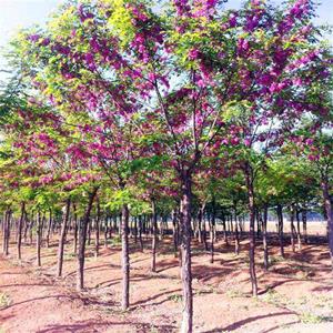 出售香花槐 別墅庭院苗行道樹 園林綠化造景工程苗風景樹