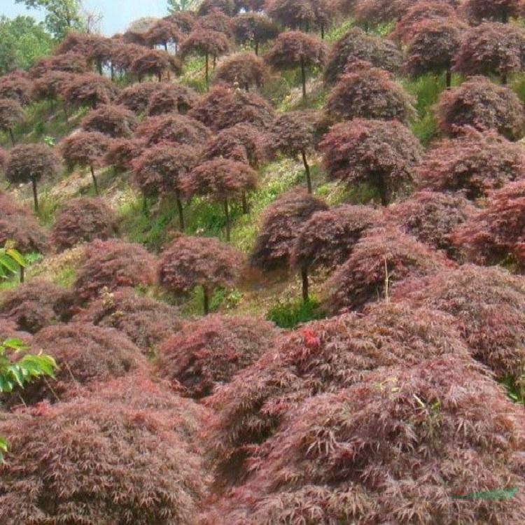 羽毛楓 基地 景區(qū)園林綠化造景配植苗 道路行道樹