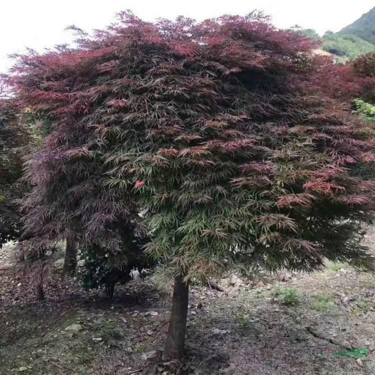 羽毛楓 基地 景區(qū)園林綠化造景配植苗 道路行道樹