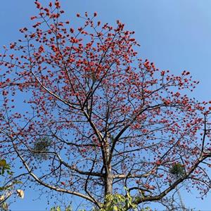 本地木棉 樹形優(yōu)美 露地行道樹 景觀綠化栽植樹基地直供2-18公分