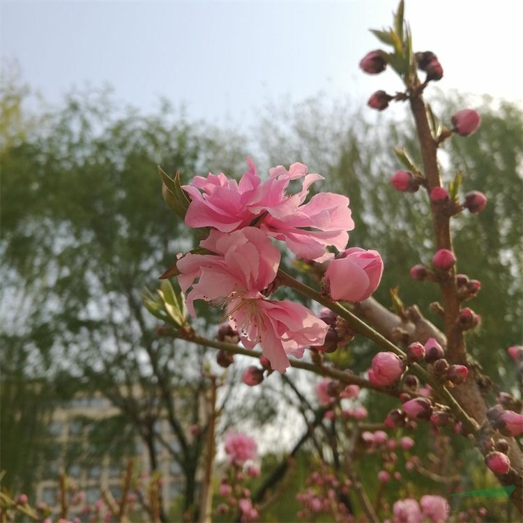 苗圃出售灑金碧桃道路小區(qū)風景樹行道樹園林景區(qū)觀花苗木