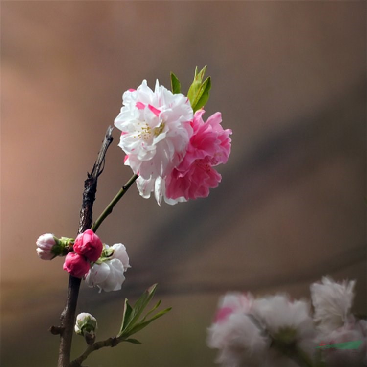 苗圃出售灑金碧桃道路小區(qū)風景樹行道樹園林景區(qū)觀花苗木