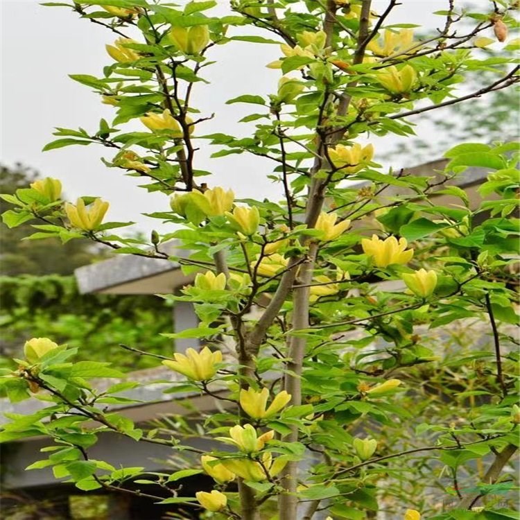 苗圃出售黃鳥玉蘭 庭院別墅風景樹行道樹鄉(xiāng)鎮(zhèn)園林綠化工程苗木