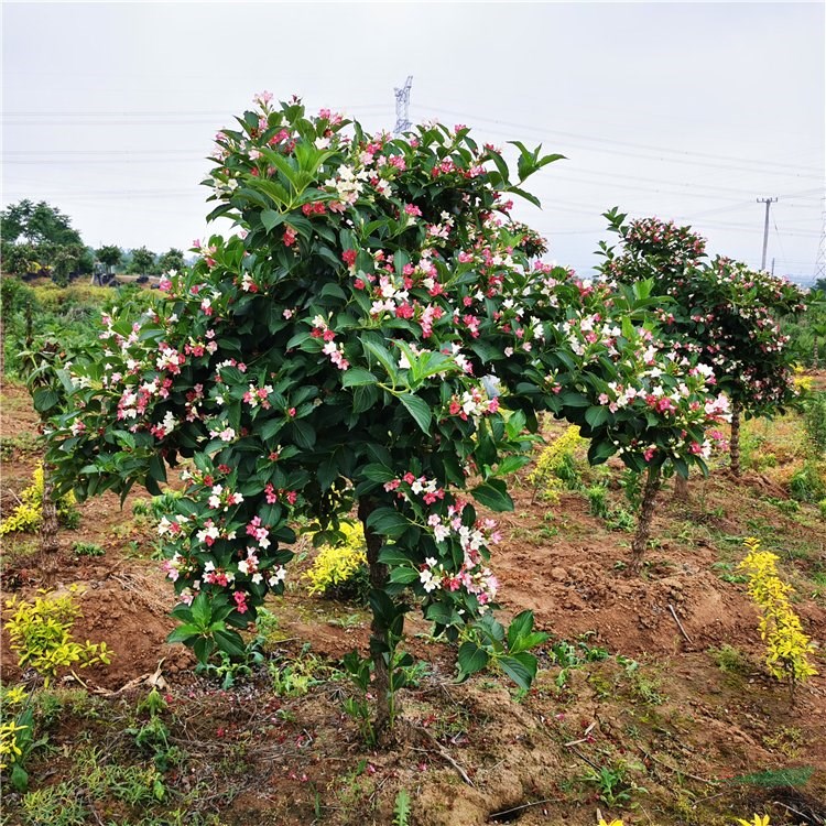 苗圃基地出售直徑8-9公分喬木五彩錦帶花苗 公園觀賞片植苗木