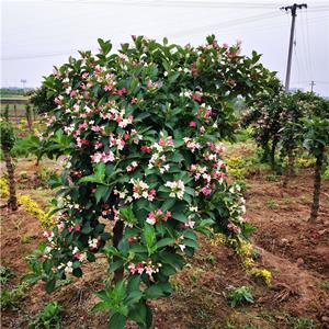 苗圃基地出售直徑8-9公分喬木五彩錦帶花苗 公園觀賞片植苗木