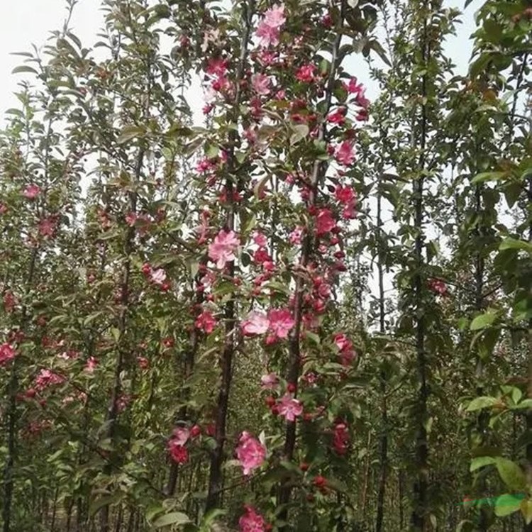 苗圃出售紅巴倫海棠 園林綠化行道樹風(fēng)景樹盆栽地栽庭院種植