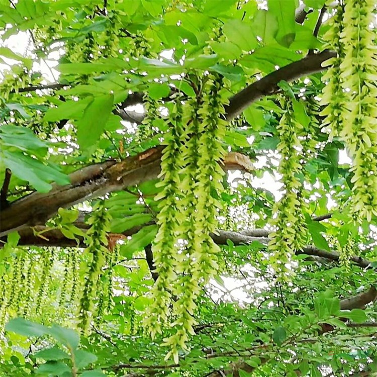 苗圃出售楓楊 庭院風景樹行道樹庭蔭樹園林綠化工程苗木