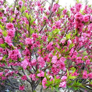 出售滿天紅碧桃 庭院別墅庭蔭樹 道路公園行道風(fēng)景觀賞苗