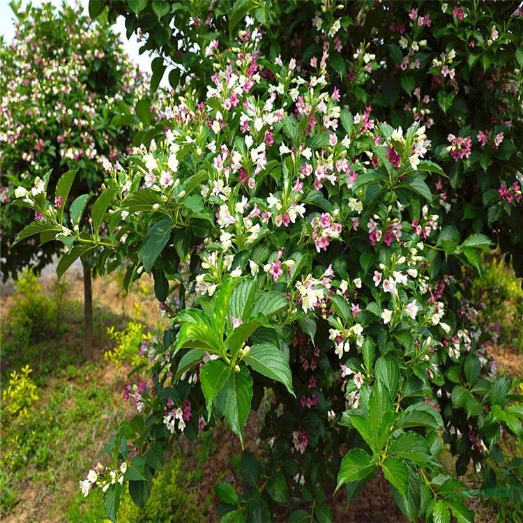 苗圃基地出售 直徑4-5公分喬木五彩錦帶樹 園林景觀叢植苗