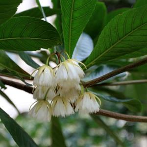 杜英苗木基地 行道樹道路兩旁成行栽植遮蔭 綠化 美化景觀樹