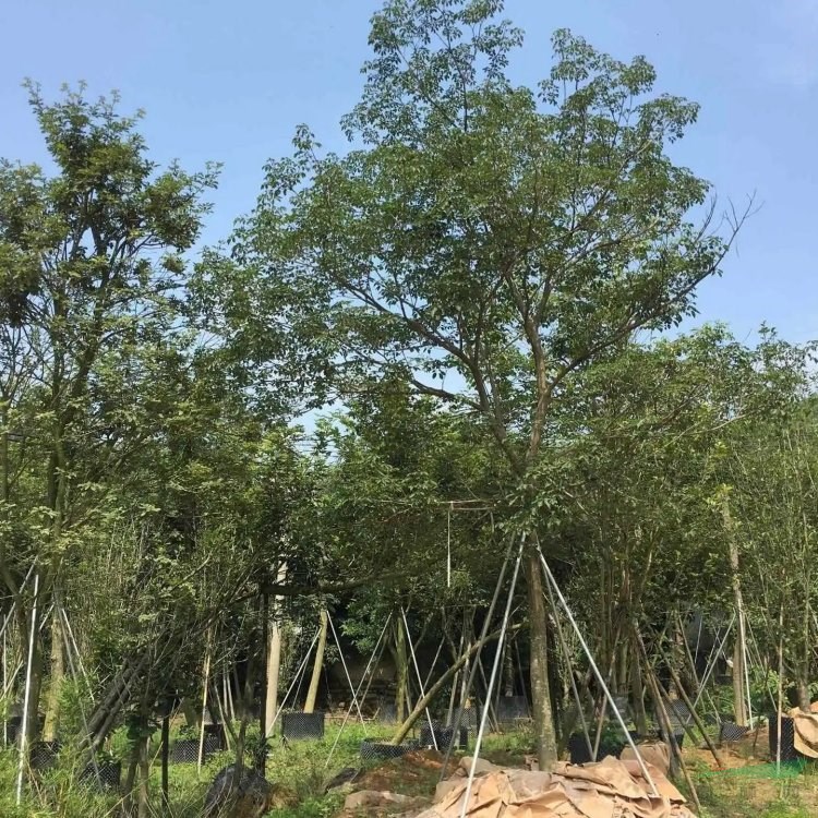 黃花風鈴木行道風景樹 性喜高溫 先花后葉 園林種植綠化基地