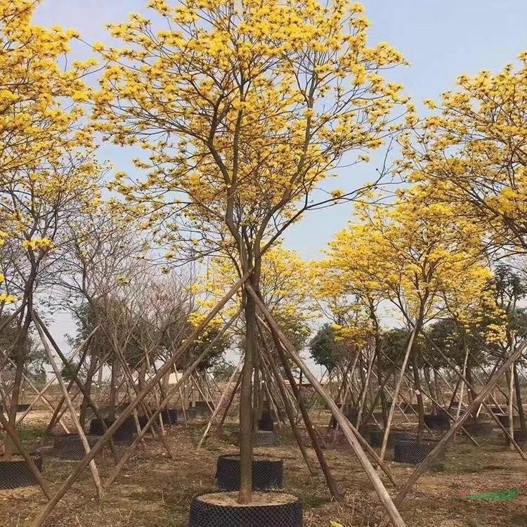 黃花風鈴木行道風景樹 性喜高溫 先花后葉 園林種植綠化基地