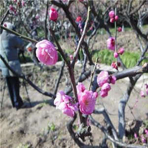 苗圃出售10公分宮粉梅花 庭院綠化工程苗 景區(qū)花壇花鏡造景配植苗