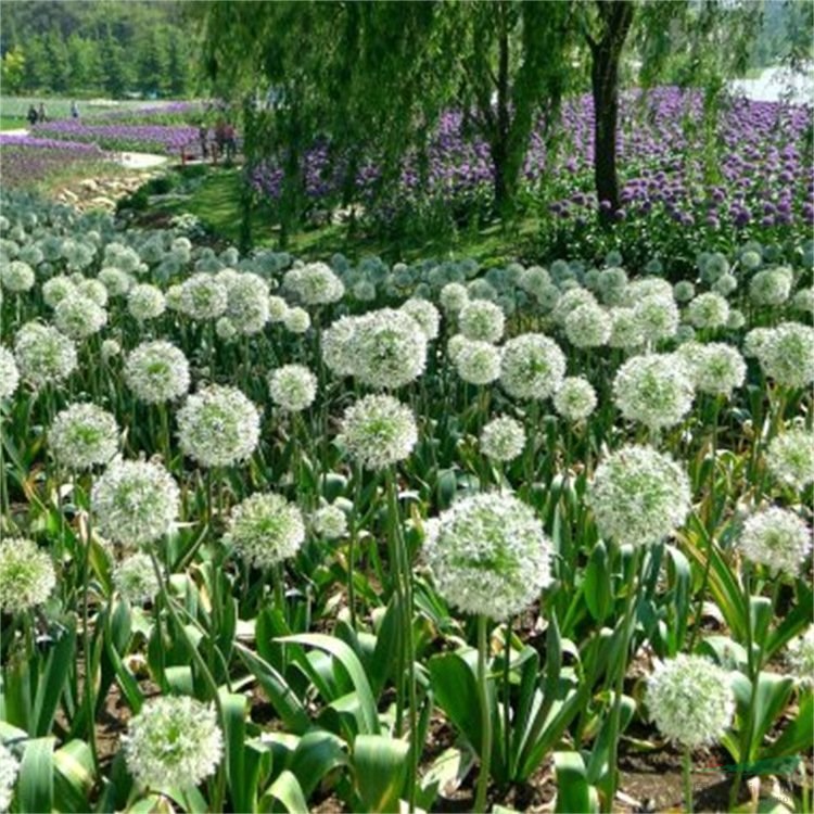 苗圃出售大花蔥紫花 庭院別墅花壇花鏡栽培觀賞苗園林綠化苗