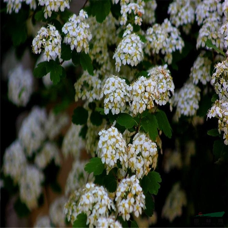 苗圃出售柔毛繡線菊花壇花鏡觀花植物園林綠化造景工程苗