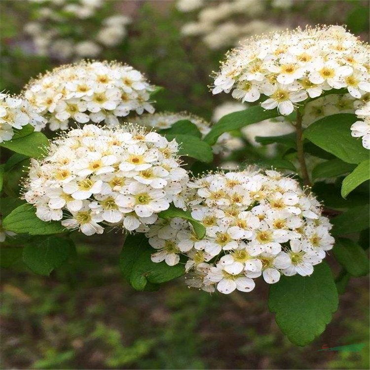 苗圃出售柔毛繡線菊花壇花鏡觀花植物園林綠化造景工程苗