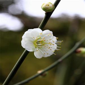 4公分綠梅工程苗基地 景區(qū)園林觀賞花卉 庭院別墅盆景盆栽