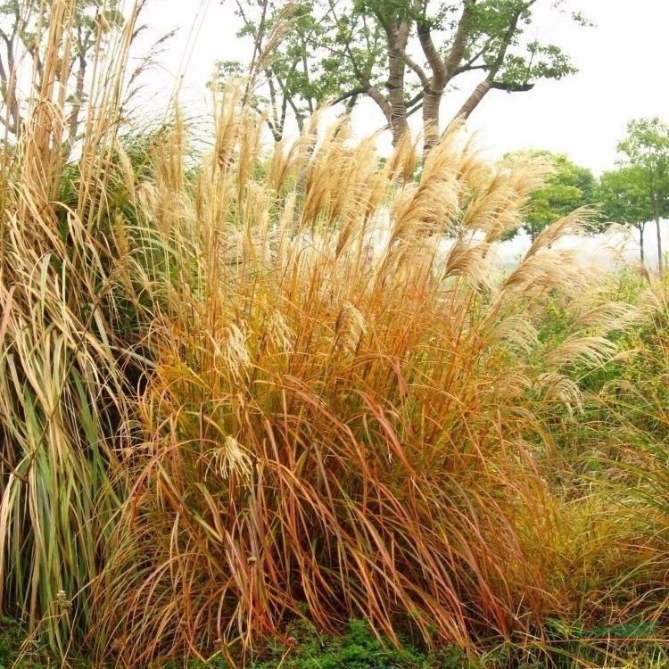 基地出售矢羽芒 小區(qū)庭院觀賞苗木 園林綠化工程苗