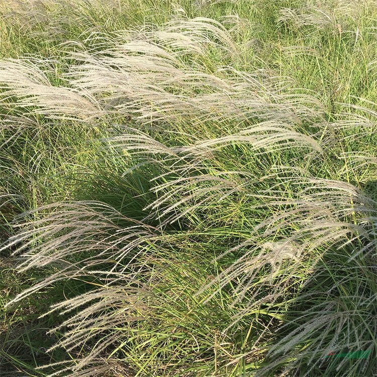 基地出售矢羽芒 小區(qū)庭院觀賞苗木 園林綠化工程苗