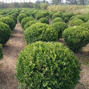 瓜子黃楊球 城市道路綠化 園林景觀小區(qū)觀賞植物 工程綠化用