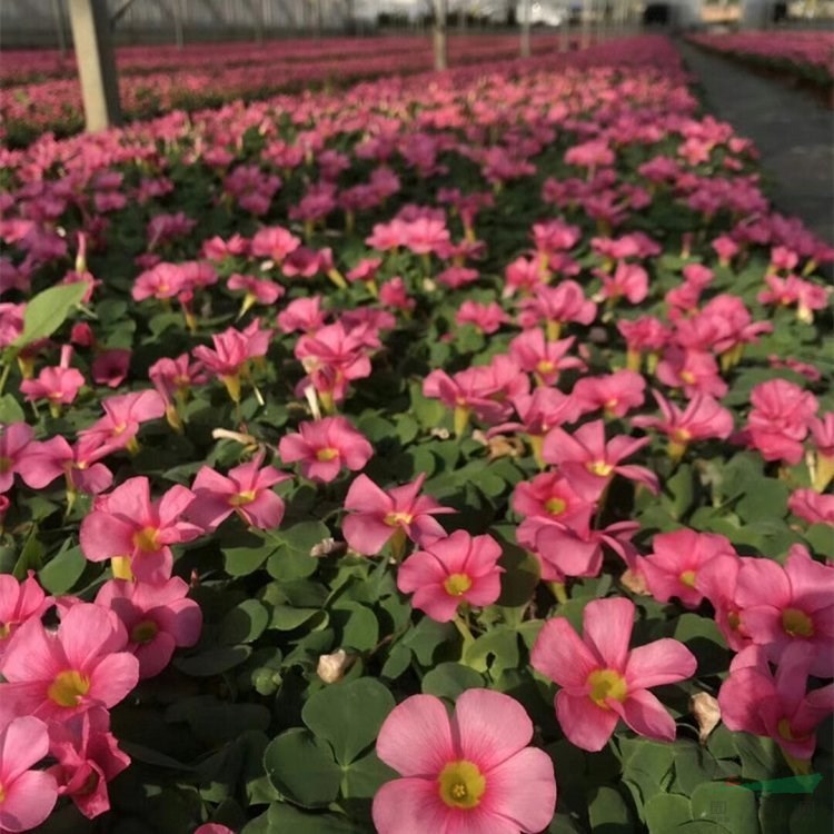 基地供應(yīng)大花芙蓉酢漿草 園林綠化盆栽醡漿草 花鏡花海打造用苗