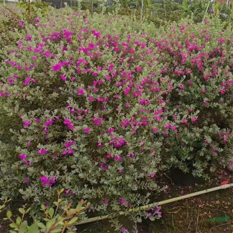 紅花玉芙蓉 室內(nèi)裝飾點(diǎn)綴 水岸及園路邊綠化造景苗