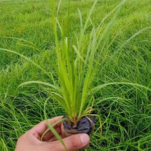 基地出售青綠苔草 大小杯苗 美植袋苗 草坪材料 園林綠化花壇配植