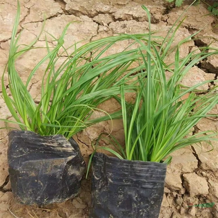 基地出售青綠苔草 大小杯苗 美植袋苗 草坪材料 園林綠化花壇配植