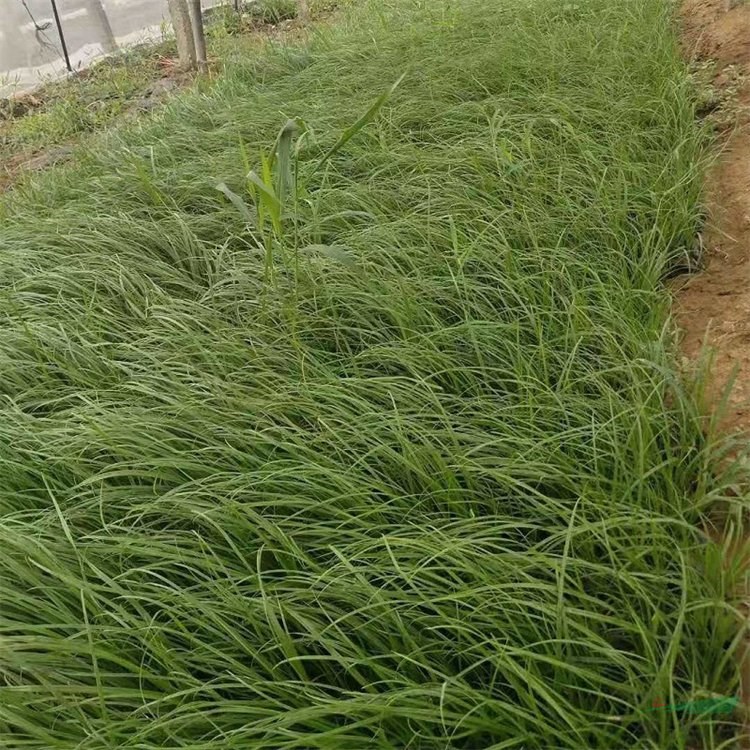 基地出售青綠苔草 大小杯苗 美植袋苗 草坪材料 園林綠化花壇配植