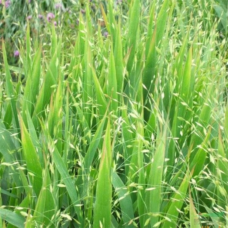 基地出售小盼草 杯盆苗 美植袋苗 庭院小區(qū)綠植 園林工程苗