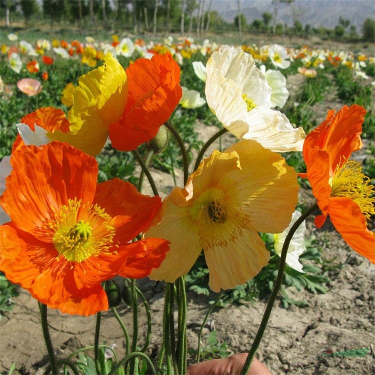 出售冰島虞美人 花壇花鏡觀賞苗 花海景觀打造工程苗