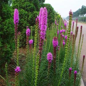 出售蛇鞭菊 花壇花鏡植物觀賞苗 道路小區(qū)風(fēng)景工程苗