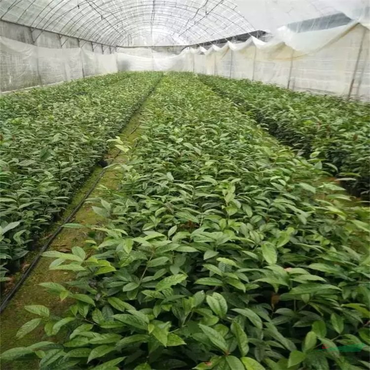 金化茶杯苗 庭院綠化觀賞花卉 園林風(fēng)景綠化工程苗 耐瘠薄耐澇