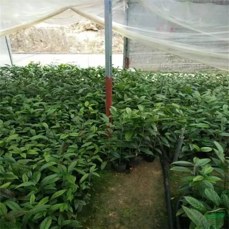 金化茶杯苗 庭院綠化觀賞花卉 園林風(fēng)景綠化工程苗 耐瘠薄耐澇