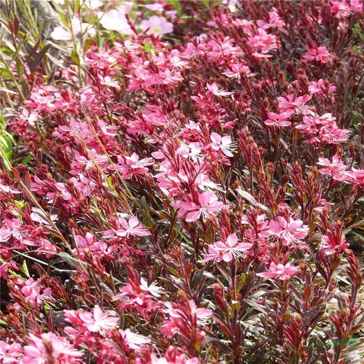 紫葉千鳥花 花卉多年生宿根 山桃草花苗 室外庭院花園花鏡植物