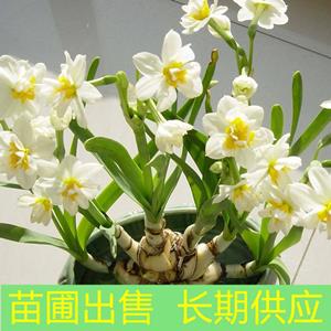 苗圃出售水仙 易成活 耐寒植物室內(nèi)盆栽水培綠化觀賞苗