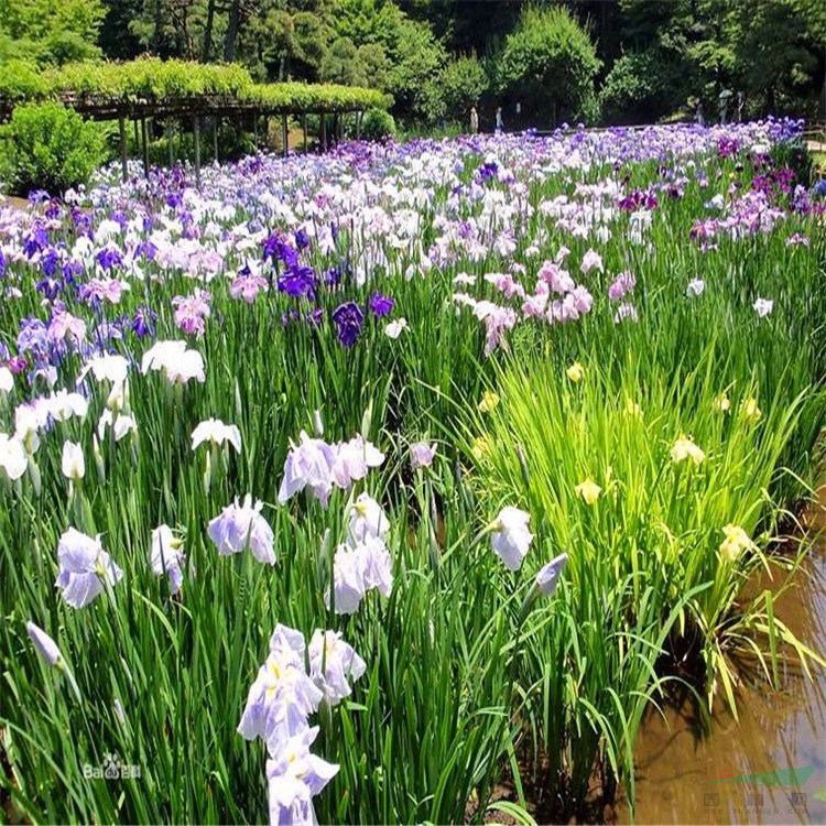 苗圃出售大花菖蒲 庭院別墅觀賞苗 園林景觀綠化觀賞造景工程苗