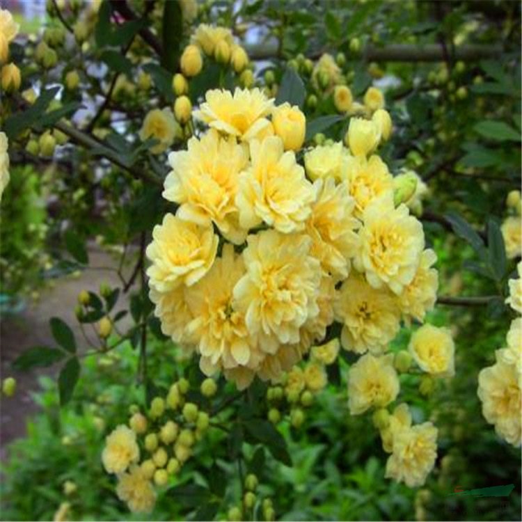 黃木香 園林綠化工程花壇花鏡觀賞 庭院造景觀賞花卉
